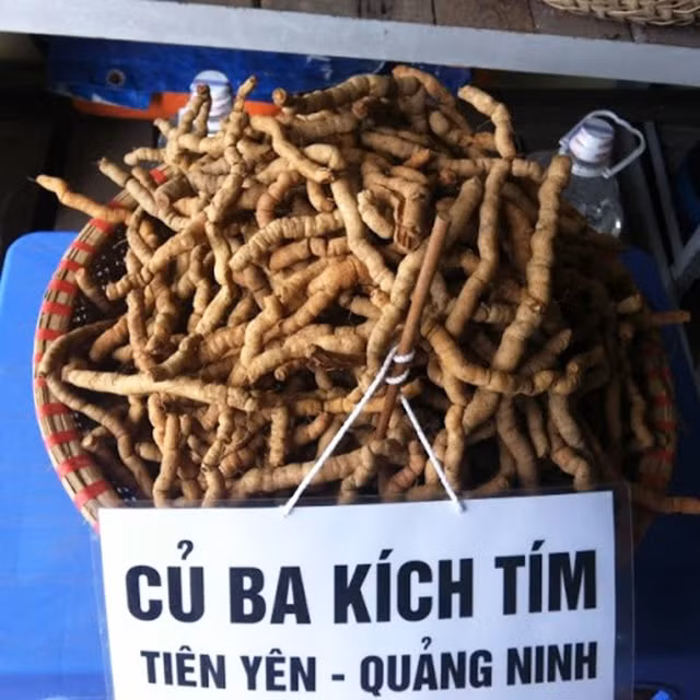 Củ ba kích tím Quảng Ninh. Củ ba kích tím Quảng Ninh.