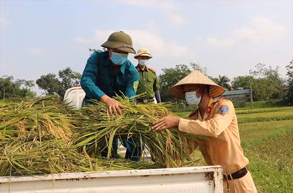 Hình ảnh đẹp của CBCS giúp dân thu hoạch lúa.