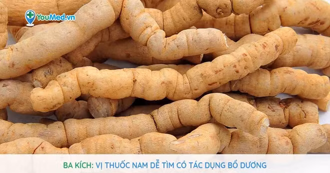 Cây ba kích – dược liệu quý.