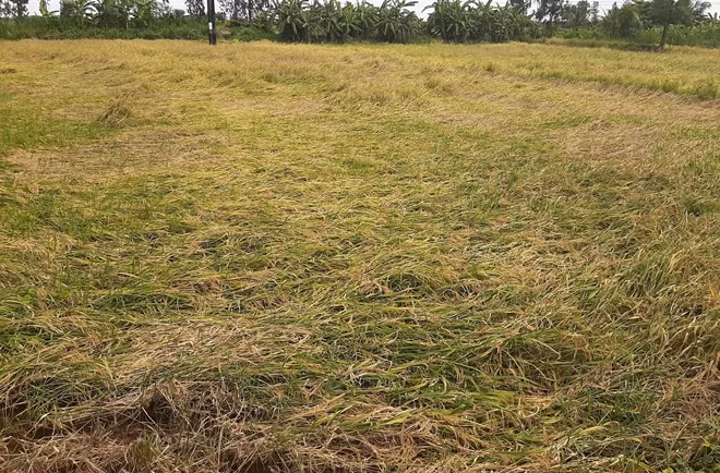 Nhiều diện tích lúa ở huyện Long Phú bị đổ.
