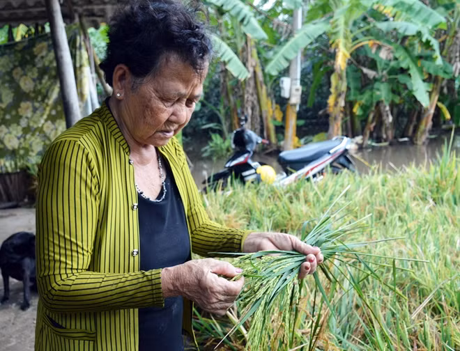 Nhiều diện tích lúa trên địa bàn huyện Trần Văn Thời (Cà Mau) bị đổ, mọc mầm.