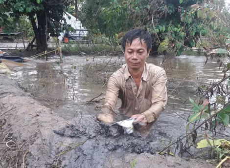 Do đâu gần 100ha ruộng lúa bị ngập úng phải bỏ hoang? ảnh 3