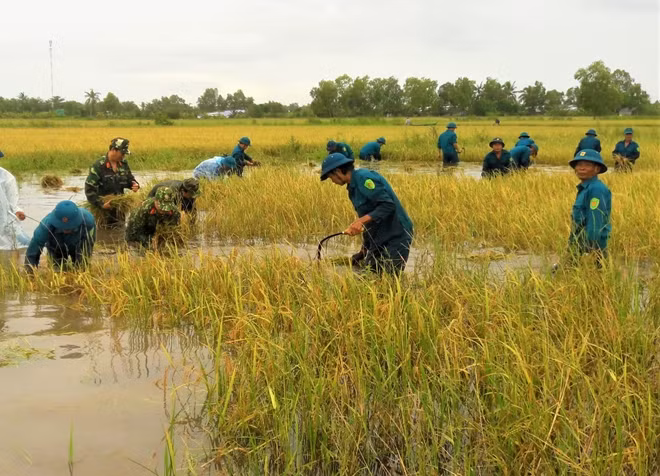 Lực lượng vũ trang địa phương giúp người dân huyện Trần Văn Thời thu hoạch lúa bị ngập úng.