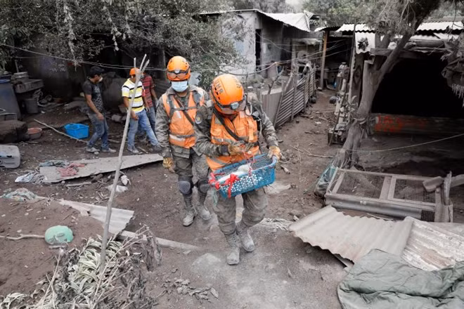 Một chú mèo được các nhân viên cứu hộ cứu sống.