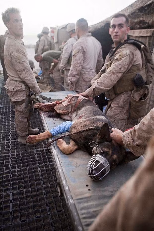 Một con chó K9 giống Malinois thậm chí từng tham gia sứ mệnh tiêu diệt trùm khủng bố Osama bin Laden hồi năm 2011. Hồi đầu năm 2015, trước chuyến thăm Ấn Độ của Tổng thống Barack Obama, các nhân viên mật vụ Mỹ đưa tới thủ đô New Delhi một Đơn vị K9 với 40 chó nghiệp vụ để bảo vệ ông Obama.