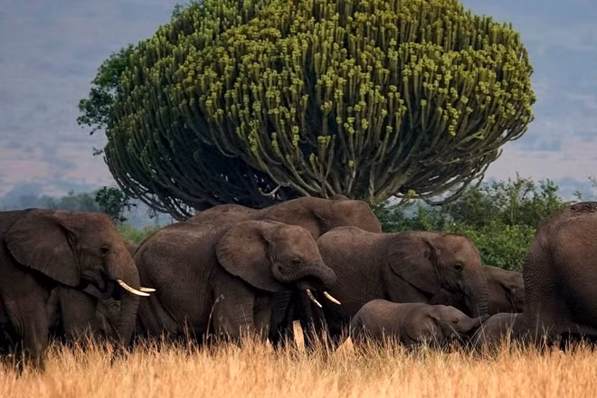 Công viên quốc gia Nữ hoàng Elizabeth là một trong những điểm thu hút khách du lịch nhất của Uganda. Ảnh minh họa Getty Images.