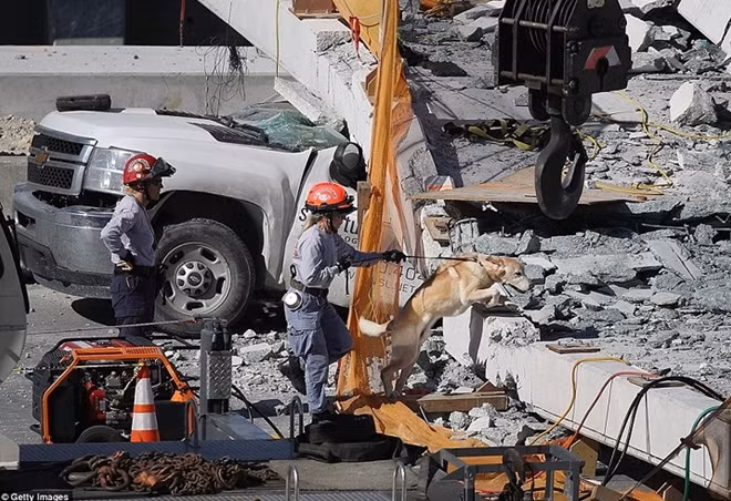 Lực lượng cứu hộ và chó nghiệp vụ đang tích cực tìm kiếm người sống sót tại hiện trường tai nạn. Ảnh: Getty.