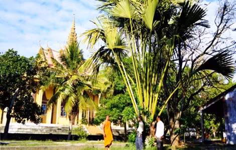 Cây Slấc- krích tại khuôn viên chùa Nam Tông thuộc xã Vĩnh Trung (Tịnh Biên - An Giang).
