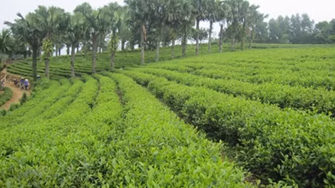 Đấu giá khi giao đất, cho thuê đất sẽ nâng cao hiệu quả khai thác nguồn lực tài chính từ tài sản công.