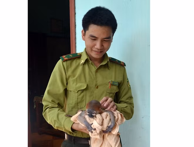 Cán bộ kiểm lâm đang chăm óc chú vọoc con.
