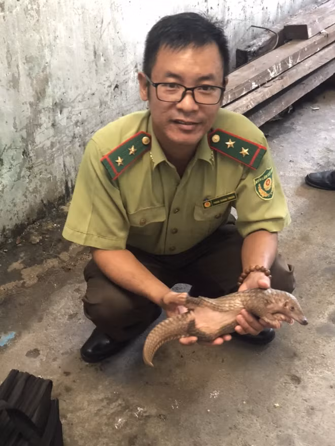 Cá thể tê tê đã đang được chăm sóc sức khỏe để thả về tự nhiên