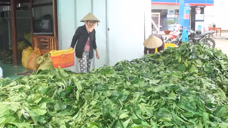 Một cơ sở thu mua lá nhàu tươi ở huyện Thới Bình (Cà Mau).