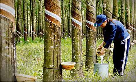 Ngành cao su gặp khó khi phụ thuộc quá nhiều vào một thị trường 