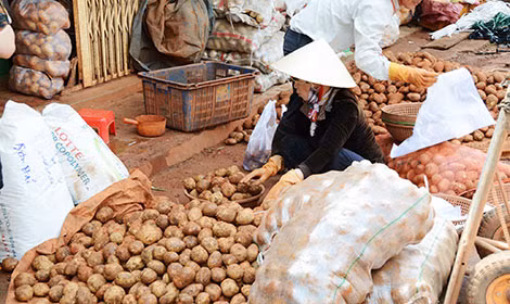 Khoai tây Trung Quốc tại chợ nông sản Đà Lạt.