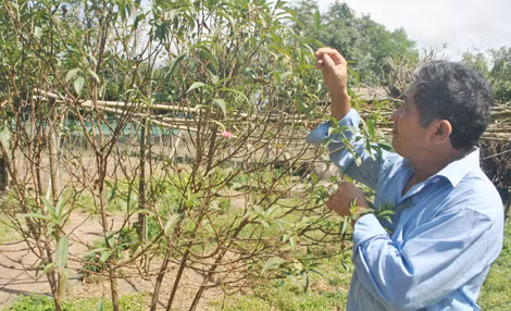 Anh Tạo dành nhiều tâm huyết chăm sóc cho vườn đào của mình.
