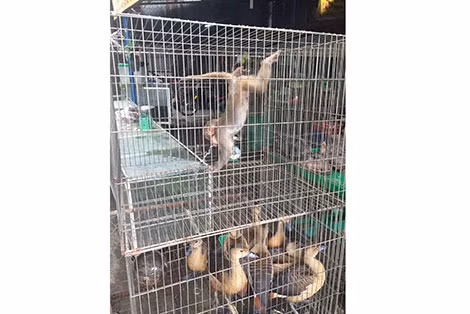Nhiều cá thể động vật hoang dã được cơ quan chức năng giải cứu