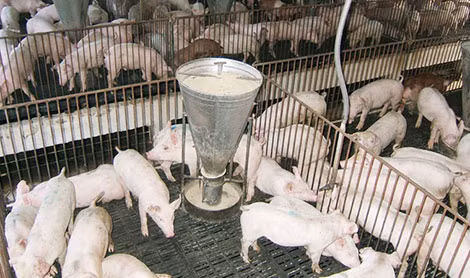 Các địa phương cần kiểm soát chặt việc tăng đàn, tránh khủng hoảng thừa.