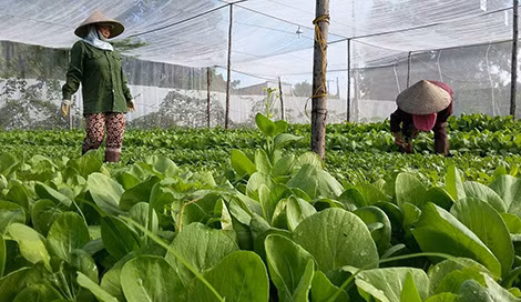 Chính phủ khuyến khích phát triển nông nghiệp hữu cơ với nhiều ưu đãi.