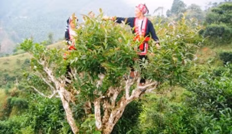 "Trà Art" - Triển lãm quảng bá cây trà Shan tuyết Hà Giang