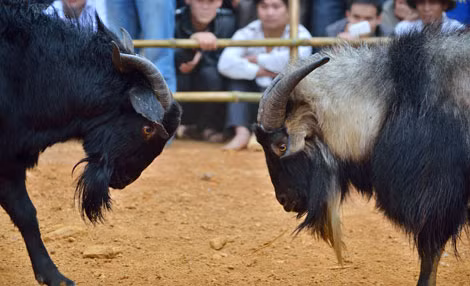 Hai con dê đang thi đấu trong lễ hội.