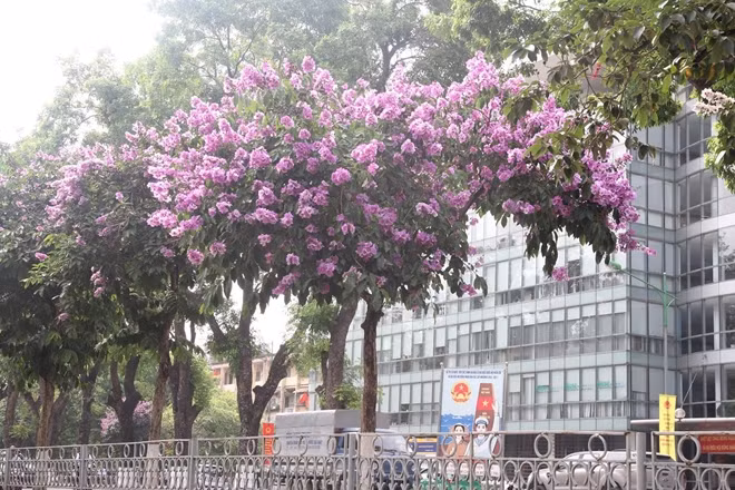 Hoa bằng lăng đang nở rộ trên các con phố như Trần Thái Tông, Kim Mã, Quan Hoa, Tôn Thất Thuyết…