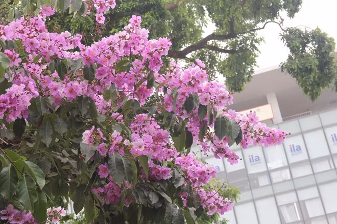 Hoa bằng lăng mang vẻ đẹp nhẹ nhàng.