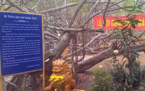 Giàn Gừa được công nhận là cây di sản Việt Nam