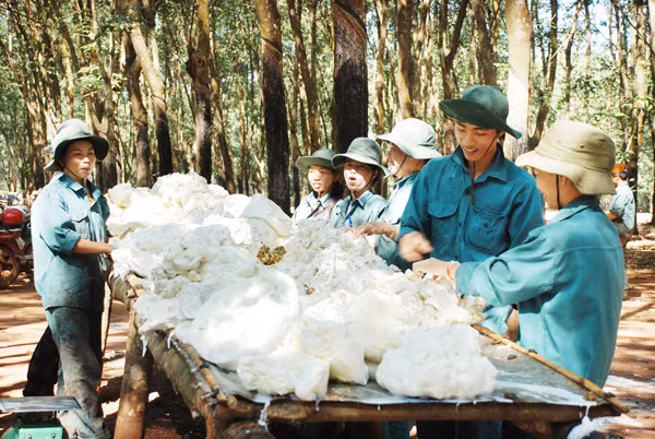 Cao su là cây trồng chủ lực của tỉnh Bình Phước, hàng năm đóng góp hơn 10% ngân sách của tỉnh này. Cao su là cây trồng chủ lực của tỉnh Bình Phước, hàng năm đóng góp hơn 10% ngân sách của tỉnh này.