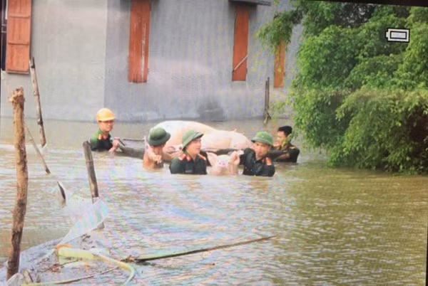 Cán bộ, chiến sỹ Công an huyện Thanh Liêm giúp nhân dân gặt lúa và di chuyển tài sản, gia súc, gia cầm, kịp thời hạn chế thấp nhất thiệt hại do mưa lụt gây ra.