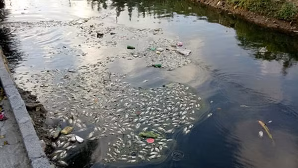 Kênh Bắc Nam Hùng đang bị ô nhiễm khiến cá chết nổi trắng mặt nước.