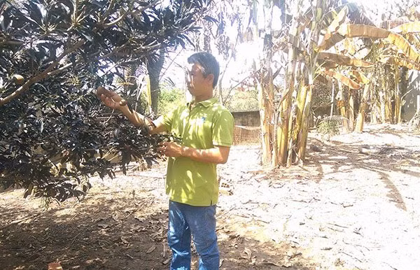 Khí amoniac rò rỉ đã ảnh hưởng đến nhiều cây cối trong nhà dân.