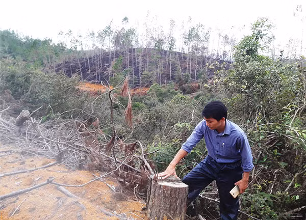 Hàng trăm ha rừng trên địa bàn xã Quảng Sơn, huyện Đắk Glong, Đắk Nông sau khi giao cho các doanh nghiệp đã bị chặt phá tan hoang.