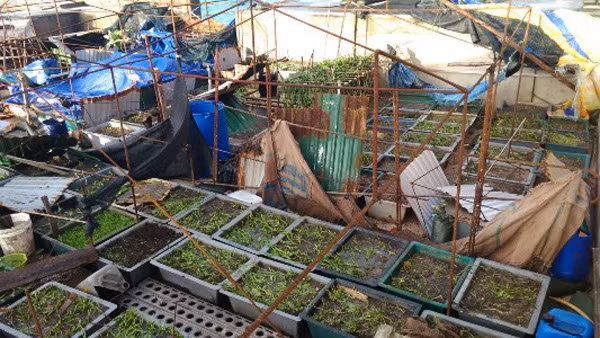 Vườn ra cải thiện đời sống của bộ đội bị bão phá tan hoang. Vườn ra cải thiện đời sống của bộ đội bị bão phá tan hoang.
