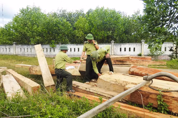 Gỗ rừng tự nhiên ở Vĩnh Linh bị chặt phá được các lực lượng chức năng thu gom chờ xử lý. Gỗ rừng tự nhiên ở Vĩnh Linh bị chặt phá được các lực lượng chức năng thu gom chờ xử lý.