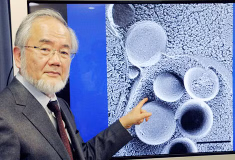 Nhà khoa học người Nhật Yoshinori Ohsumi làm sáng tỏ cơ chế tự thực - một quá trình cơ bản về sự thoái hóa và tái chế của các tế bào.