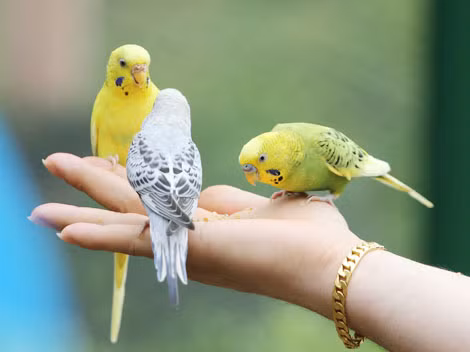 Không có sẵn rừng vàng biển bạc cho du lịch, người Hàn Quốc tự tạo ra cảnh quan và muông thú sum vầy.