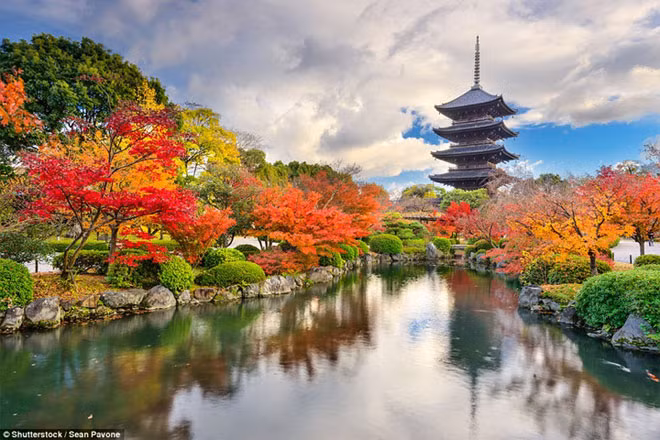 Chùa Toji ở Kyoto Nhật Bản lộng lẫy với sắc đỏ vàng của hàng cây xung quanh. Chùa Toji ở Kyoto Nhật Bản lộng lẫy với sắc đỏ vàng của hàng cây xung quanh.