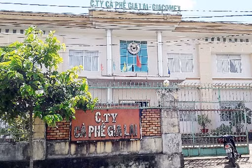 Điều tra sai phạm ở Công ty Cà phê Gia Lai và Công ty Chè Biển Hồ