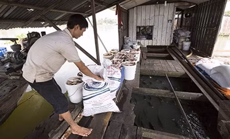 Anh Nguyễn Hồng Văn, chủ bè 20 ô cá nuôi gồm cá lăng, cá trắm, chép và điêu hồng: “Tôi không biết chính xác nhà máy nào thải ra, nhưng với kinh nghiệm trong nghề, tôi đảm bảo danh dự cá chết là do nguyên nhân nhà máy xả thải không qua xử lý”.