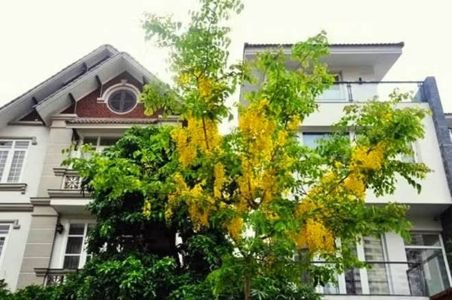 Vàng óng của màu hoa, xen lẫn màu xanh non của lá non.