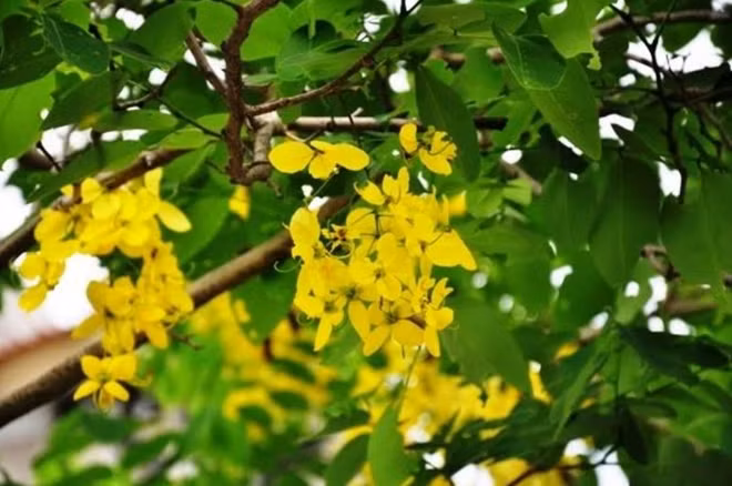 Cụm hoa lớn, nhiều hoa nhưng thưa.