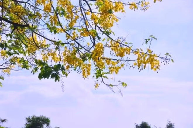 Hoa thường nở vào cuối tháng 5 đầu tháng 6