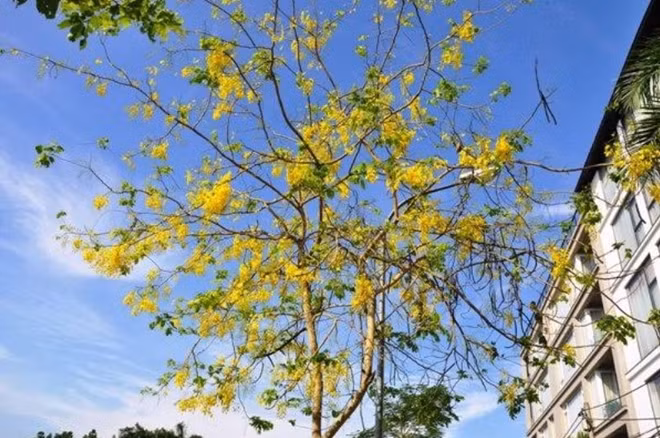 Rực vàng dưới bầu trời xanh ngắt.