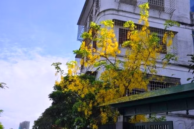Rực vàng bên mái nhà.