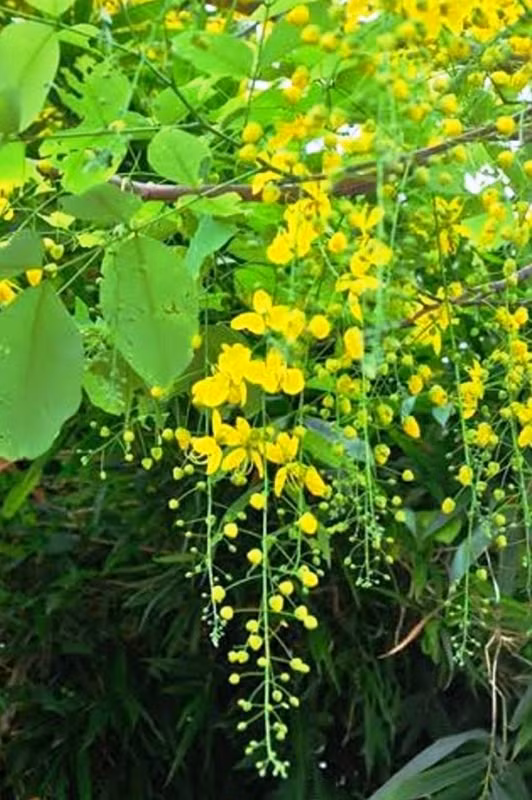 Nhẹ nhàng nhưng tạo nên vẻ đẹp tinh khiết.