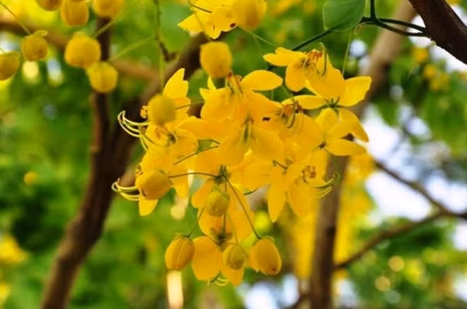 Những cành hoa rủ xuống dài khoảng 20-30 cm.