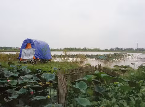 Một phần đất của thôn Lạt Dương làm dự án cấp nước sạch giờ là nơi... chăn vịt.