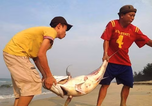Một con cá vẩu nặng chừng 35 kg được ngư dân phát hiện chết ở bờ biển xã Vinh Mỹ, huyện Phú Lộc (Thừa Thiên - Huế) vào chiều 24/4.