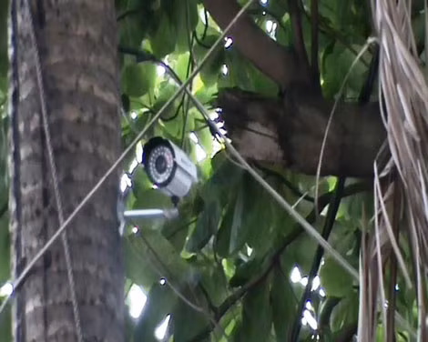 Camera được Cu "đĩ" lắp trên cành cây để quan sát.