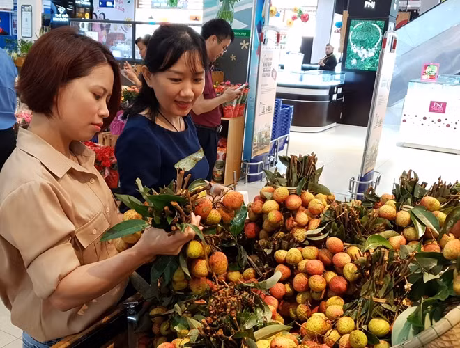 Vải thiều Lục Ngạn được bảo hộ chỉ dẫn địa lý tại thị trường Nhật Bản.